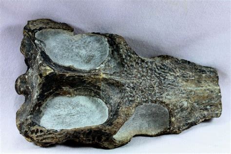 fossil crocodile for sale - CROCODILE FOSSILS FOR SALE .